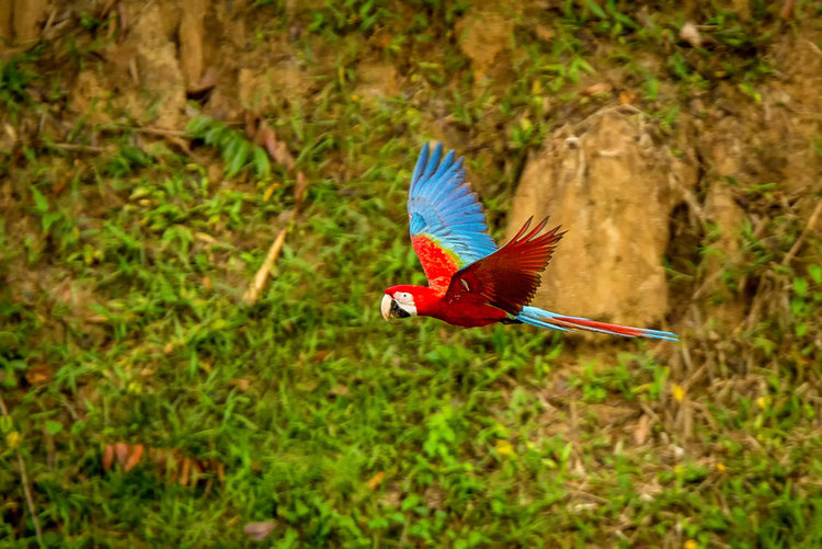 Parrot Flying