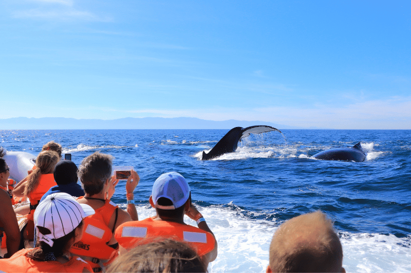 whale watching is affordable if purchased ahead of time