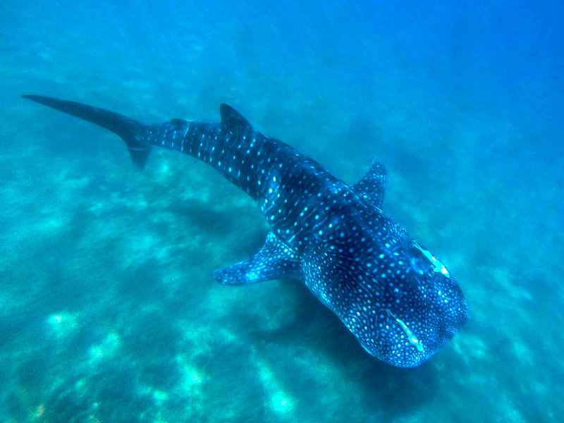 whale shark underwater