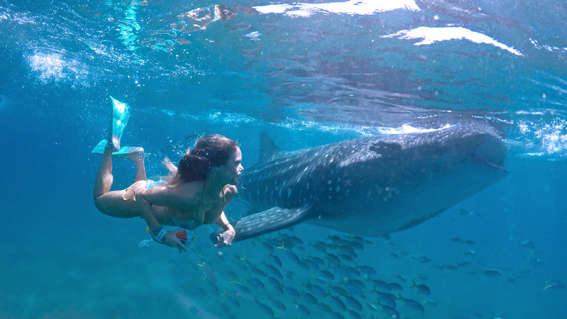 mujer nadando al lado de un tiburon ballena en los cabos mexico
