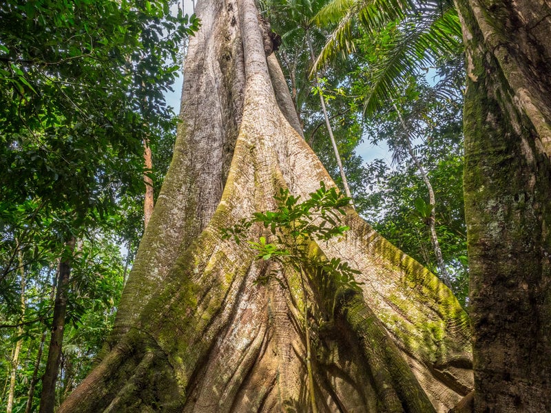 ceiba tree in cancun