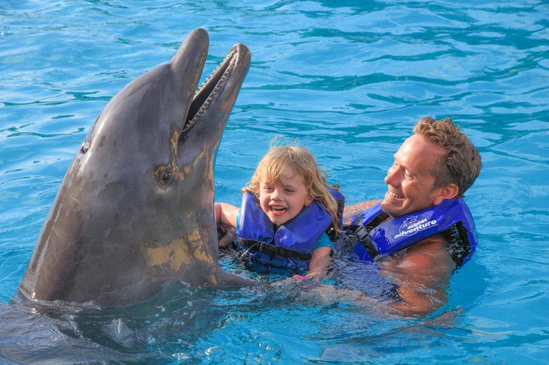 parent and child playing with dolphin