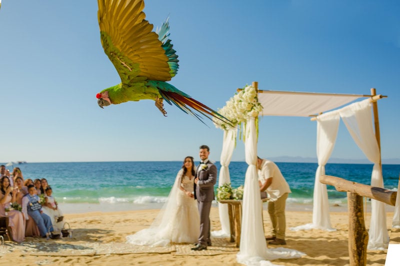 Parrot at a wedding ceremony