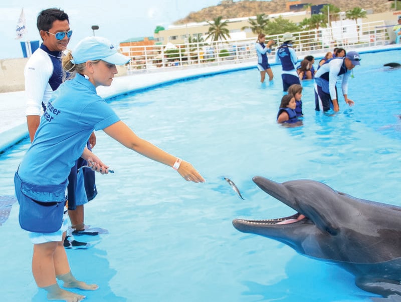 feeding dolphins at the cabo dolphin center