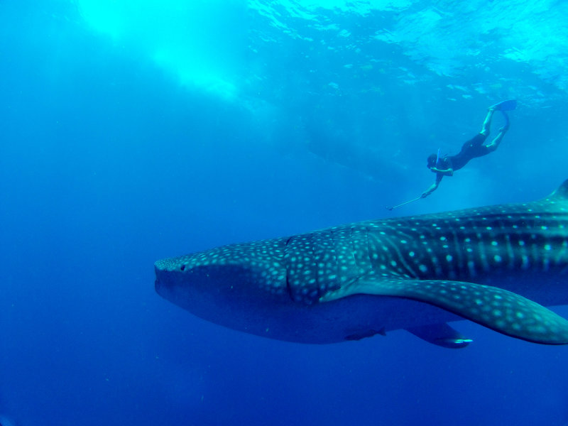 whale shark endemic species cancun