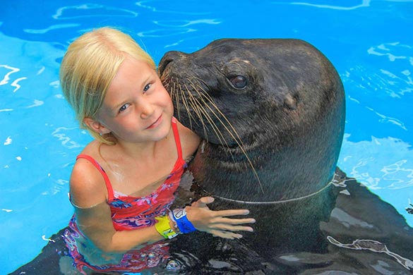 A sea lion kissing a child in a pool