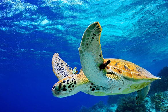10 Interesting Facts About Sea Turtles