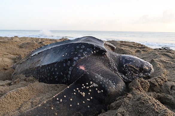 Leatherback turtles can weigh up to 2,000 lbs