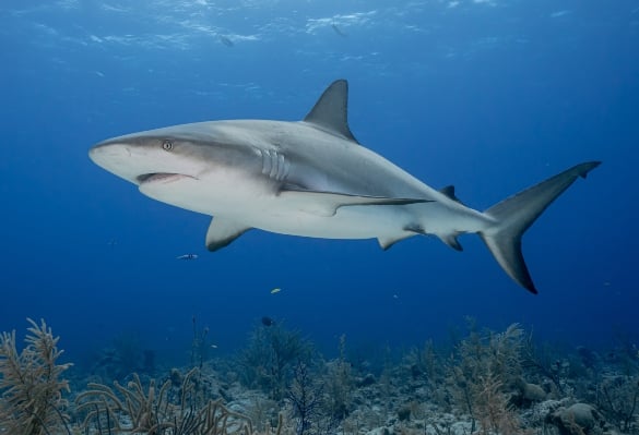 sharks and Puerto Vallarta