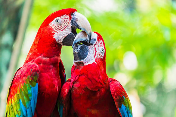 Macaws' beaks are extremely strong