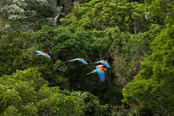Macaws flying through a tropical forest