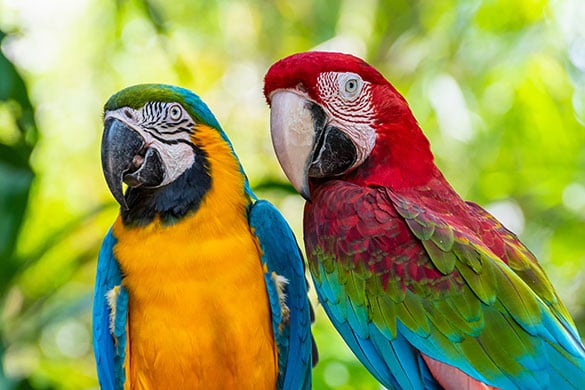 Macaws fall in love and stay that way