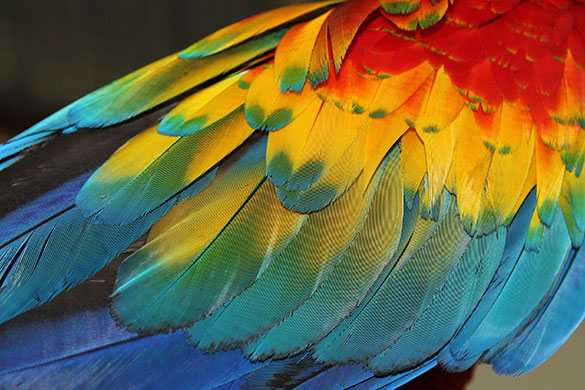 Wings of a macaw