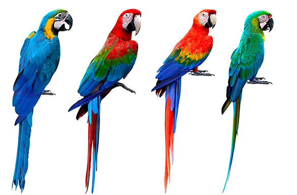 Macaws are the world's largest parrots