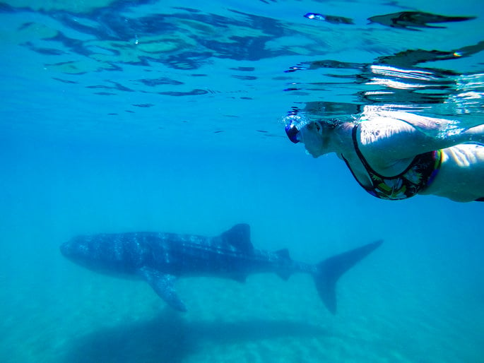 Woman snorkeling with a whale shark during excursion with Cancun Adventures on a romantic getaway.