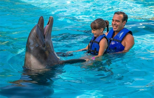 Man and child playing with Dolphin during our swim with dolphins adventure