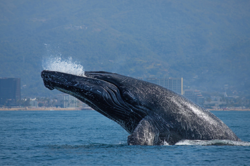 whale watching puerto vallarta