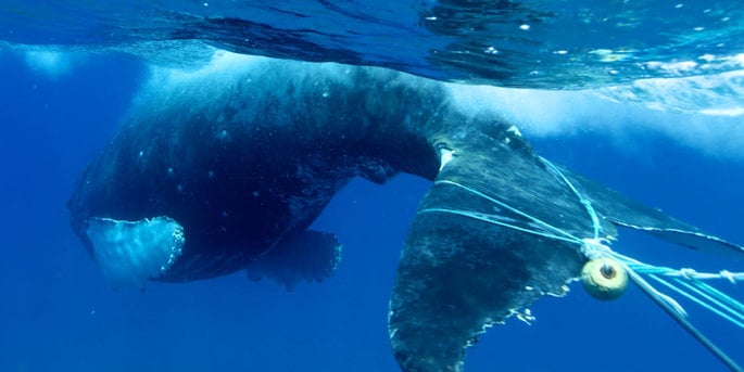 Compromiso de Vallarta Adventures para el avistamiento responsable de ballenas