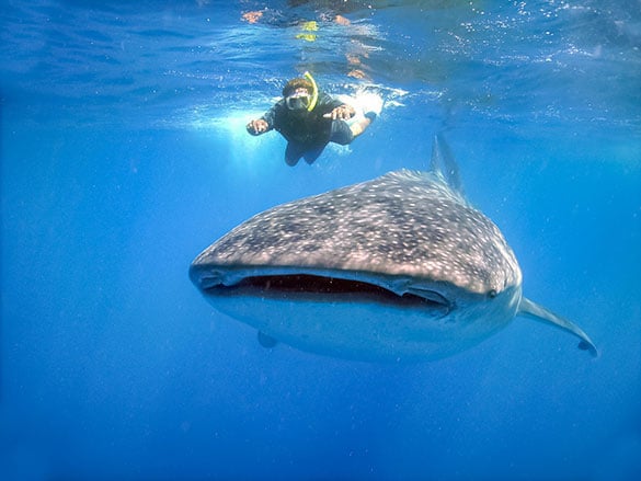 Swimming with whale shark in Cancun