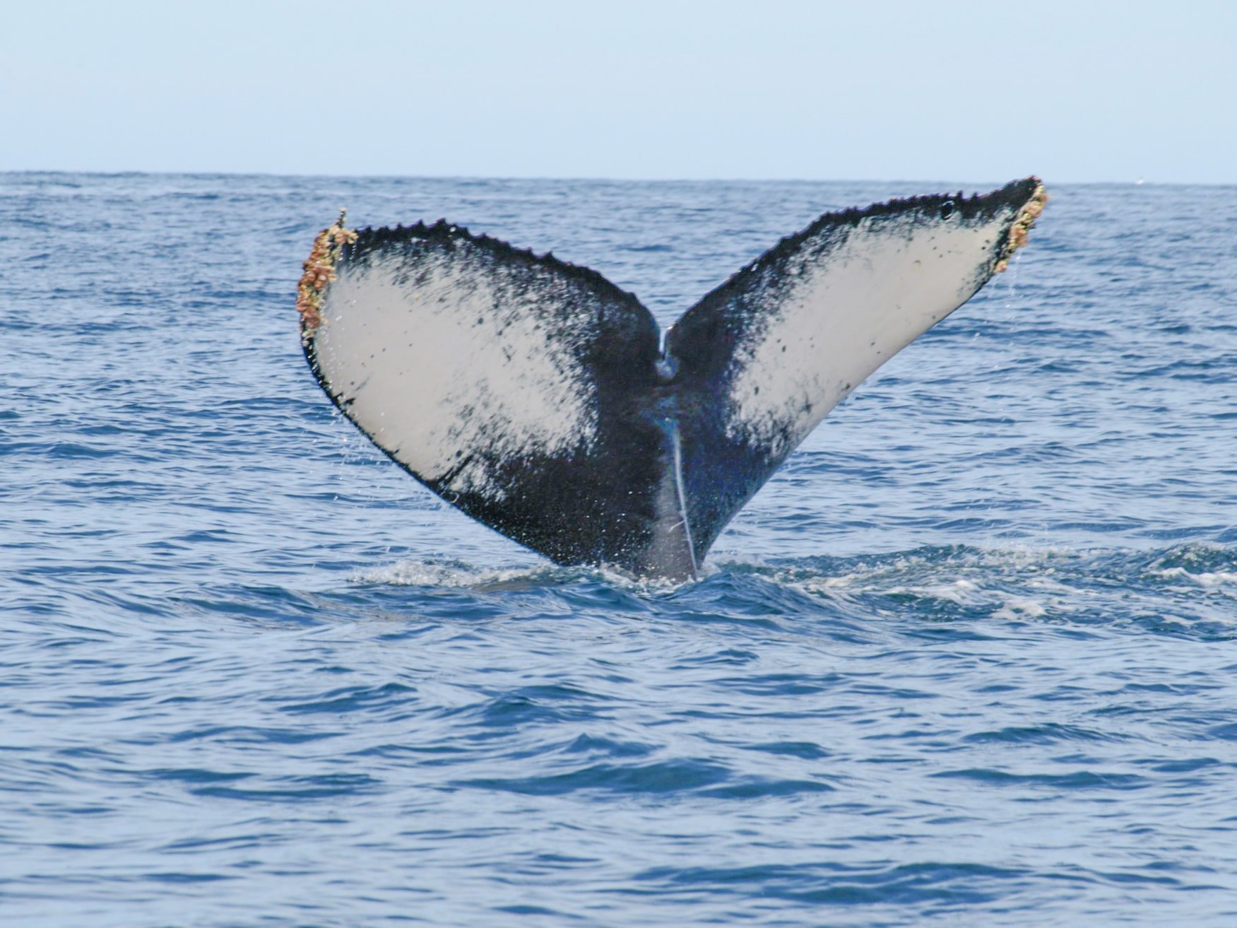 Humpback whale sticking its tail out of the water