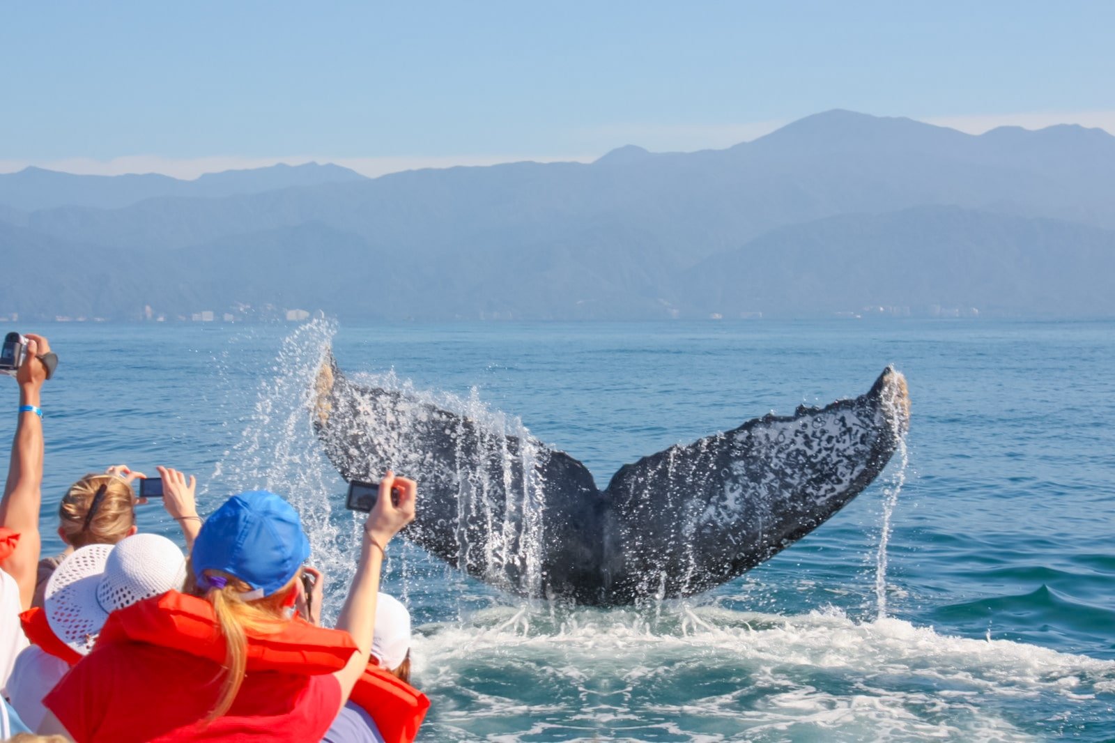 Humpback whale flipping its tail to onlookers on our whale watching tour