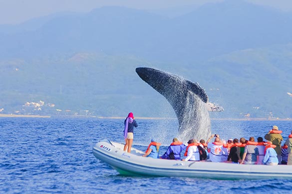 A whale breaching the water as a tour boat watches