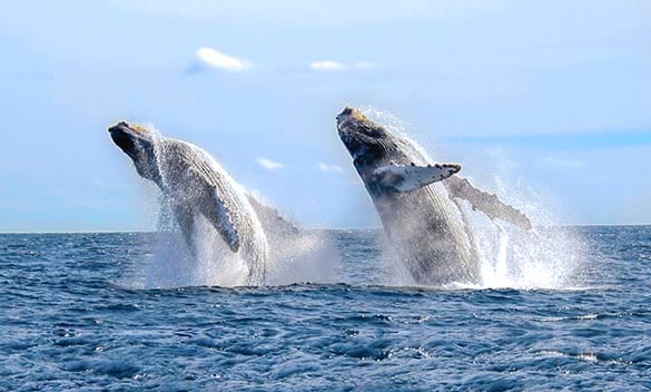 Two humpback whales jumping out of the water in Puerto Vallarta