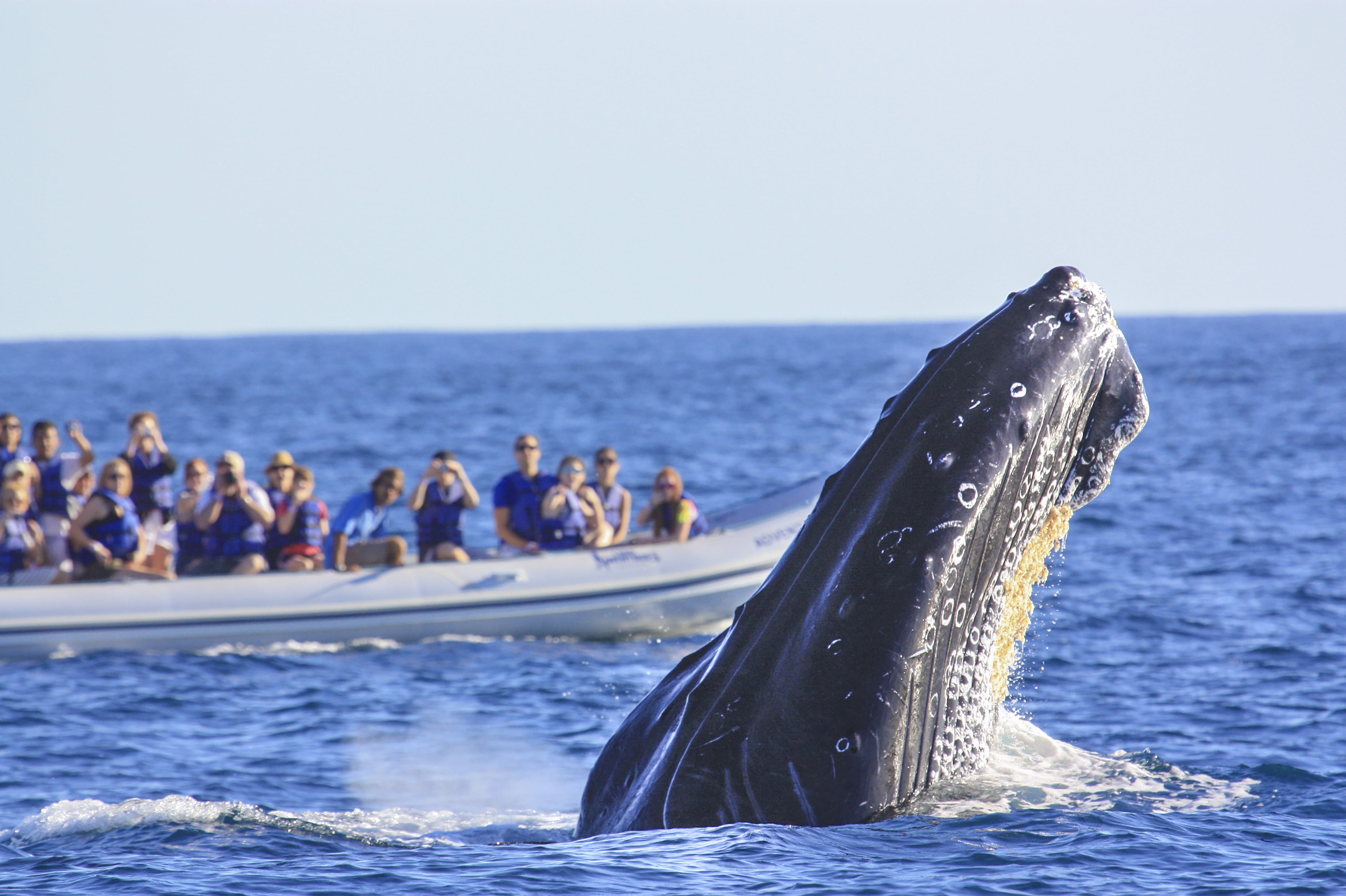 Whale peeking head through the water on Vallarta Adventures whale watching tour