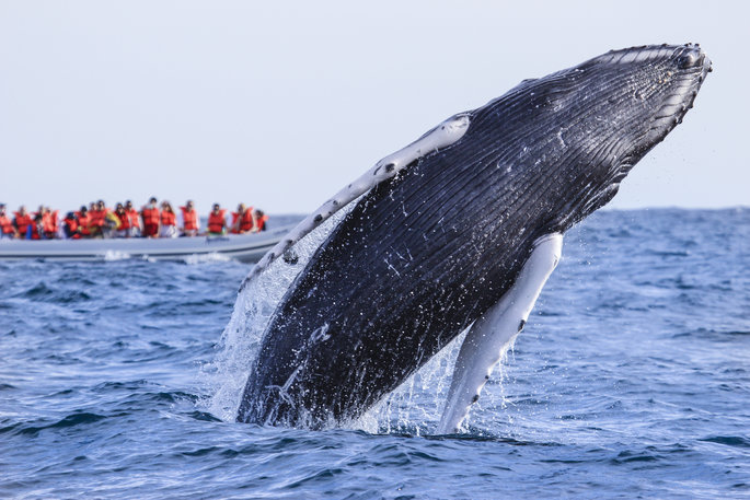 Tours de avistamiento responsable de ballenas con Vallarta Adventures