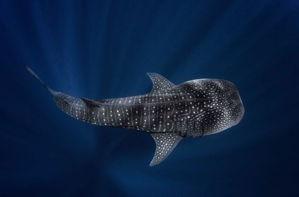 10 Interesting facts about whale sharks