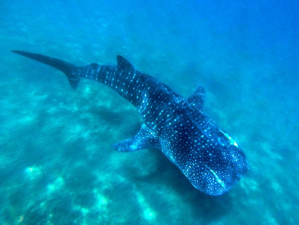 Whale shark found swimming in the open waters of Cancun during Cancun Adventures’ whale shark snorkeling experience