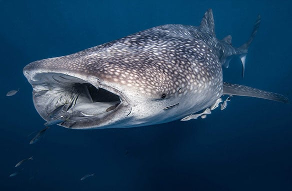What do whale sharks eat?