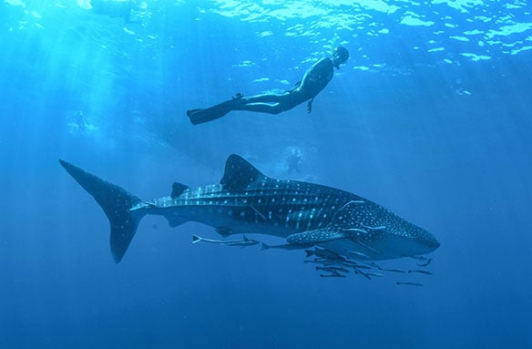 Tourist swimming with a whale shark during Cancun Adventures whale shark snorkeling experience in the Caribbean 