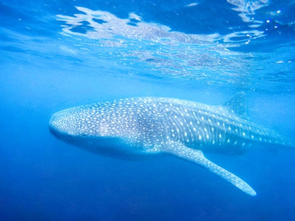  Whale shark during migration to the Yucatan Peninsula to feed, spotted by tourists during Cancun Adventures whale shark experience.