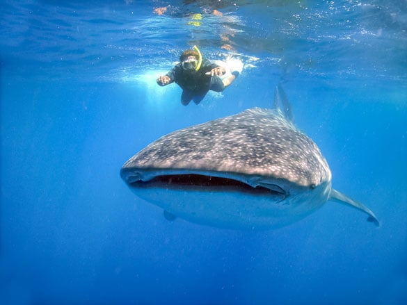 Snorkeler on Cancun Adventures whale shark experience swimming with a whale shark in the Yucatan Peninsula.