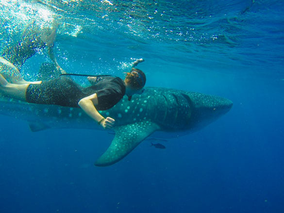 Cancun Adventures guide taking guests on snorkeling tour to swim with whale sharks migrating through Mexico