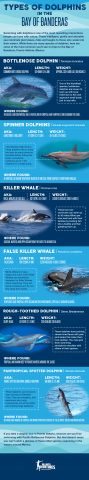 Types of Dolphins in Mexico Infographic