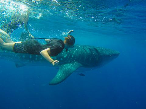 swimming with whale sharks is one of the best 5 things to do in cancun