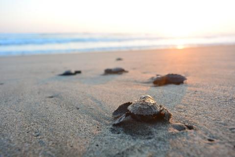 Where to See Sea Turtles in Puerto Vallarta