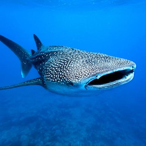 Whale shark swimming in Cancun