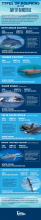 Types of Dolphins in Mexico Infographic