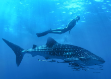 Whale Shark in Cancun