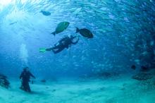 Scuba diving in cabo pulmo