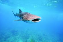 whale shark swimming with mouth open