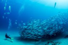 scuba diver swimming next to school of fish in cabo pulmo