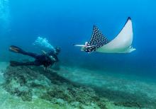 Manta Rays in Puerto Vallarta