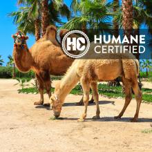 Cabo Adventures Camel Facility is Humane Certified