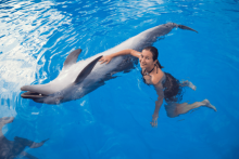 cabo dolphin swim