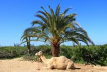 Camel laying under palm